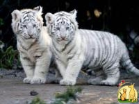 Beautifulll white tiger cubs with beautiful blue eyes, Toyger