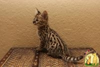 Top quality exotics kittens for offer, Savannah