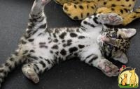 Adorable Savannah - Serval - Ocelot - Caracal Kittens for sale, Savannah