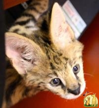 lion, tiger, cheetah, panther, with exotic cats for sale, American Wirehair