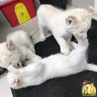 White Lion Cubs available for sale, American Wirehair